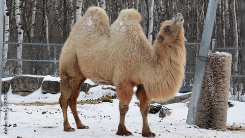 Photos Bactrian camel with a thick winter coat in the snow at Assiniboine Park Zoo