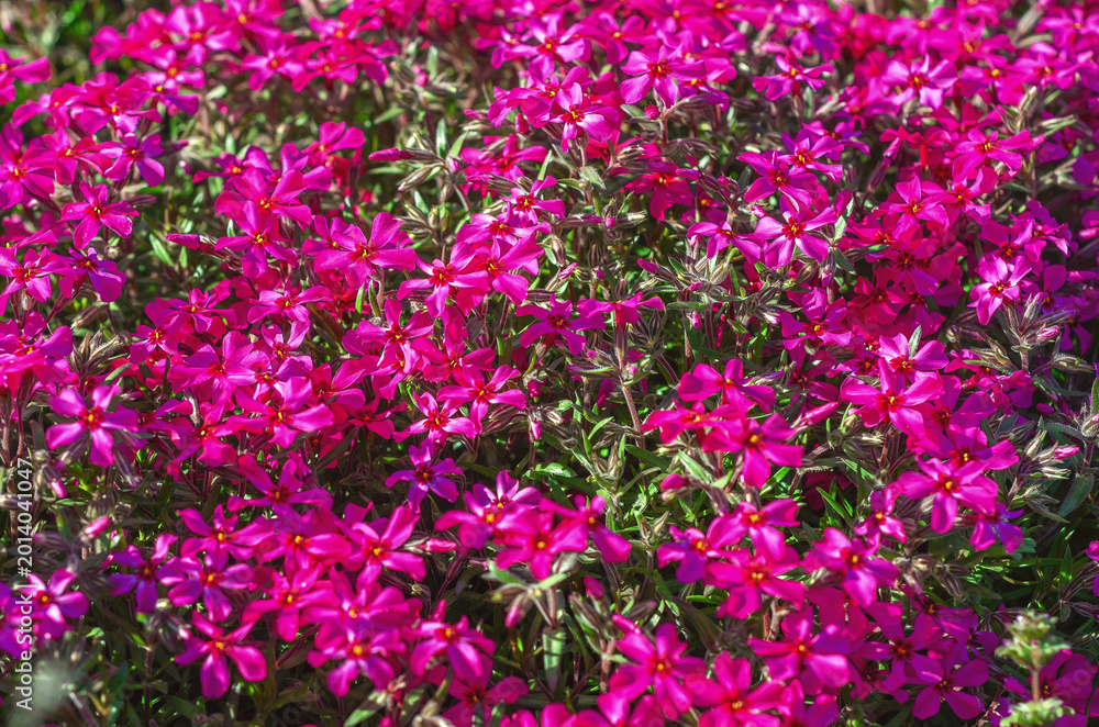 Obraz premium Pink phlox awl-shaped, flowering. Ground cover plant, comes in different colors. Garden design.