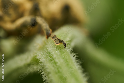 Macro wildlife detail of weevil on fresh foliage
