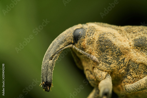 Light brown weevil resting on vibrant green leaf