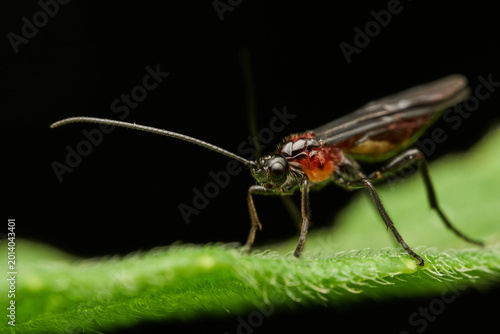 Black winged insect with red body on green leaf