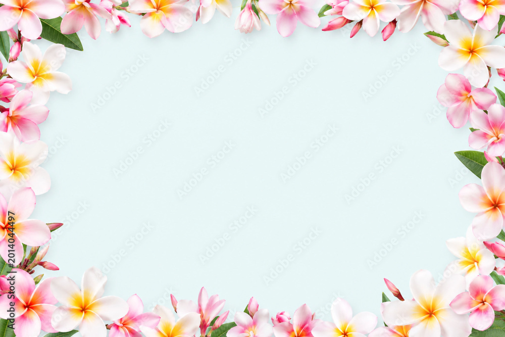 Obraz premium Tropical plumeria flower frame with pastel background
