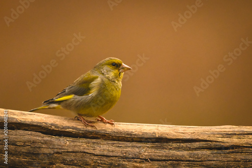 Photography European greenfinch with catchlight on split log