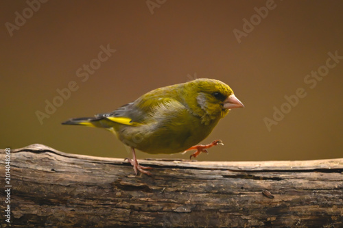Schilderij op canvas European greenfinch with catchlight runs along log