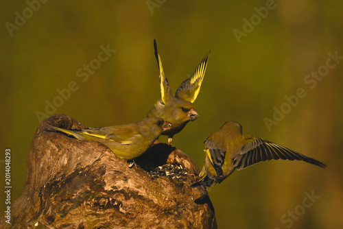 Photography European greenfinches fight on hollow tree stump