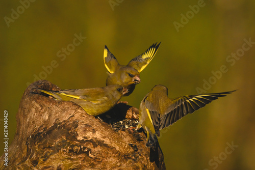 Tableau sur toile European greenfinches squabble on hollow tree stump