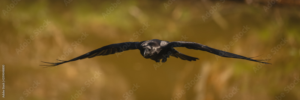 Fototapeta premium Panorama of common raven flying over lake