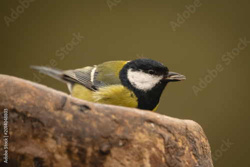 Canvas Print Marsh tit holds sunflower seed on stump