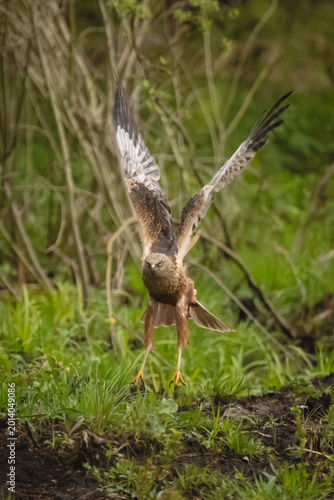 Billede på lærred Western marsh harrier raises wings taking off