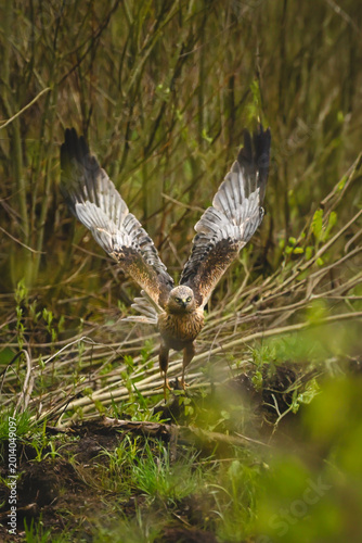 Foto Western marsh harrier takes off toward camera