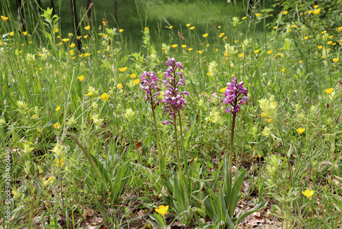 Fotografia Military orchid (Orchis militaris) wild flowers growing in calcareous grassland,