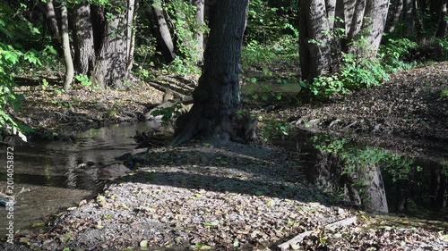 running water and forest stream