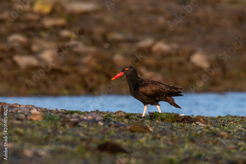 Foto Blackish oystercatcher ,Haematopus ater, Puerto Deseado Nature Reserve, Santa Cruz Province, Patagonia , Argentina