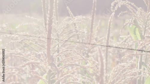 Close-up mature grain stalks swaying as camera panning revealing backlit drooping panicles and wire