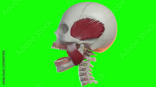 Animated Character Object on Green Screen 3D Motion Overlay Chroma Key