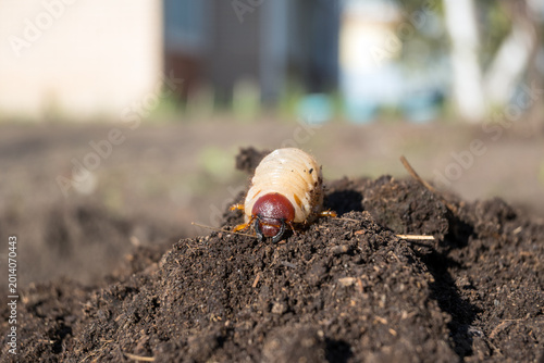 Foto Garden pest Melolontha larva close-up on soil mound