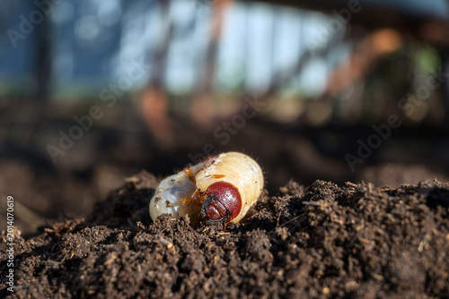Konstfotografi Garden pest Melolontha larva close-up on soil mound