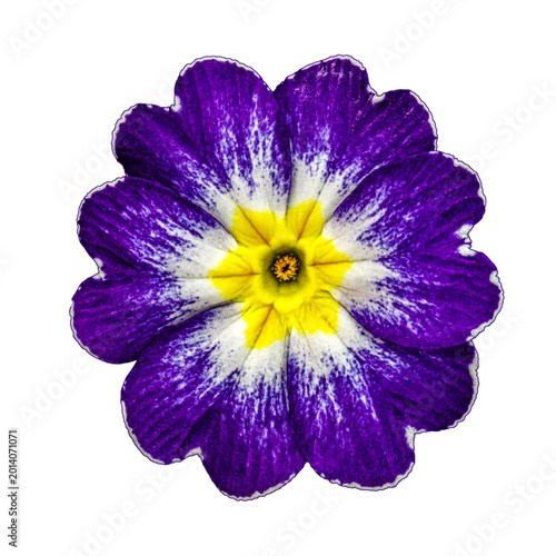 Bright purple flower with yellow center blooming in garden during spring season