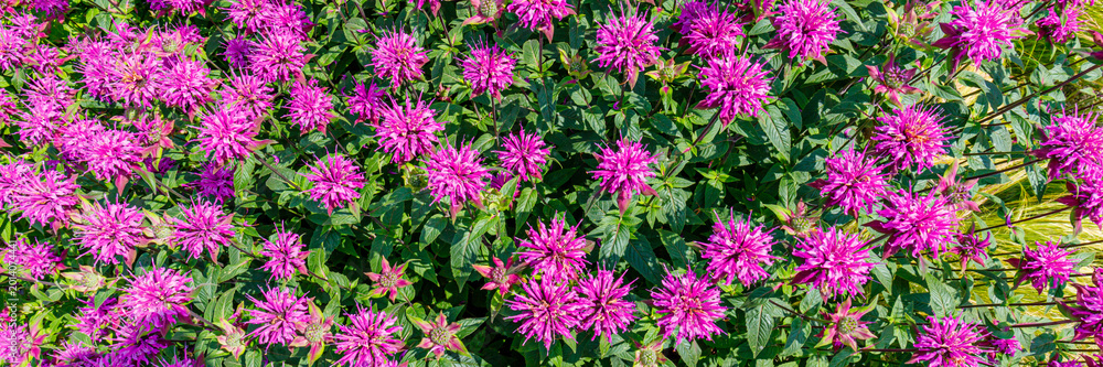 Fototapeta premium Bright pink flowers bloom in a garden showing many plants under sunlight during summer season