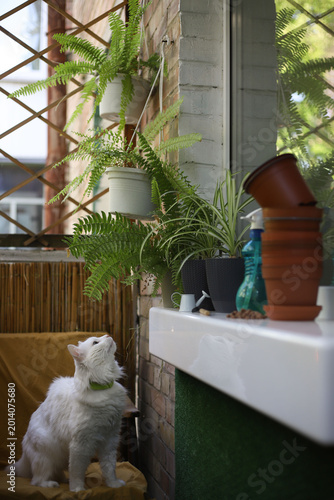 Картината върху платно On the balcony, preparations are underway for replanting houseplants such as ferns and others