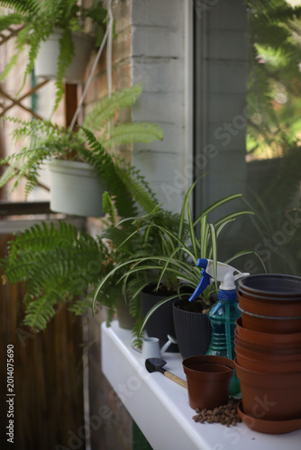 Slika na platnu On the balcony, preparations are underway for replanting indoor plants such as ferns and others