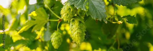 Quadro su tela Hops grow on vines in a warm garden during the late afternoon hours of summer