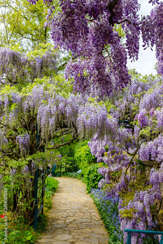 Fotografie Wisteria vines cover a stone path in a garden during springtime with sunlight fi