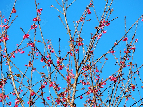 Bild auf Leinwand Wild Himalayan Cherry, or Thai Sakura, bloom against the bright sky