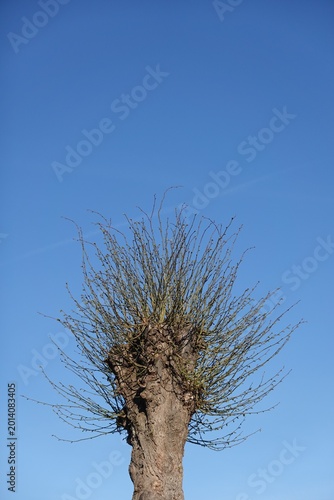 Kopfweide - Frühling - beschnitten
