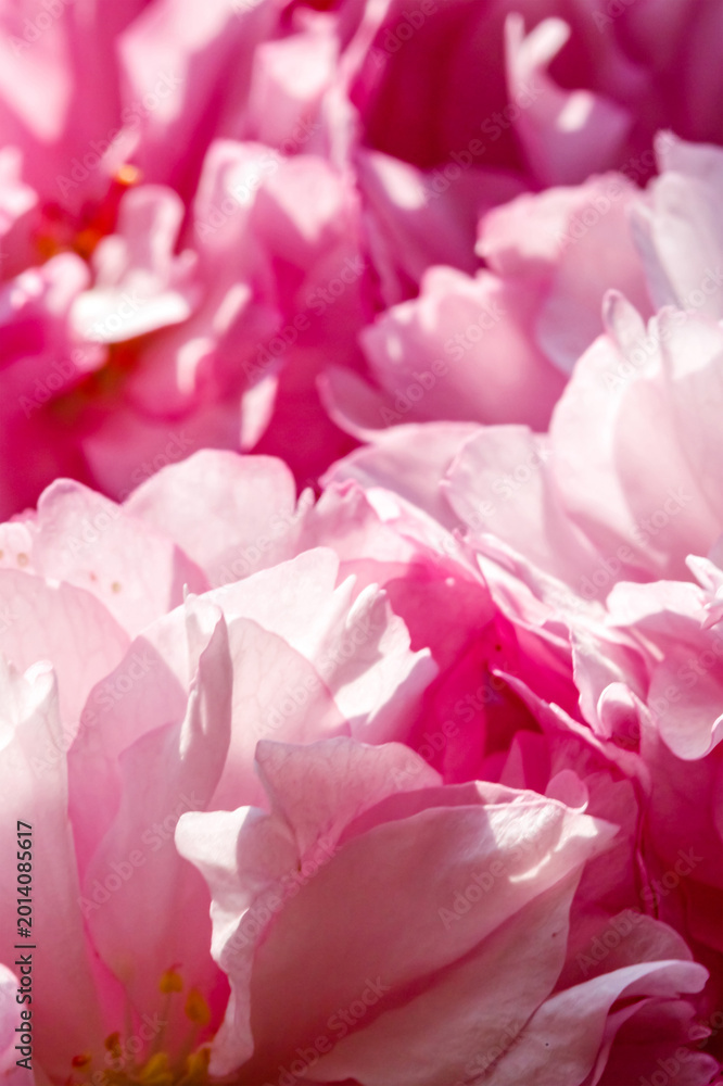 Obraz premium Pink flowers bloom in a garden during springtime with sun shining brightly