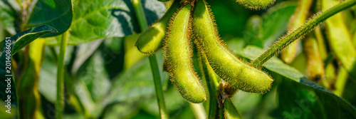 Tableau sur toile Green soybeans grow on plants in a sunny field during the summer season in a rur