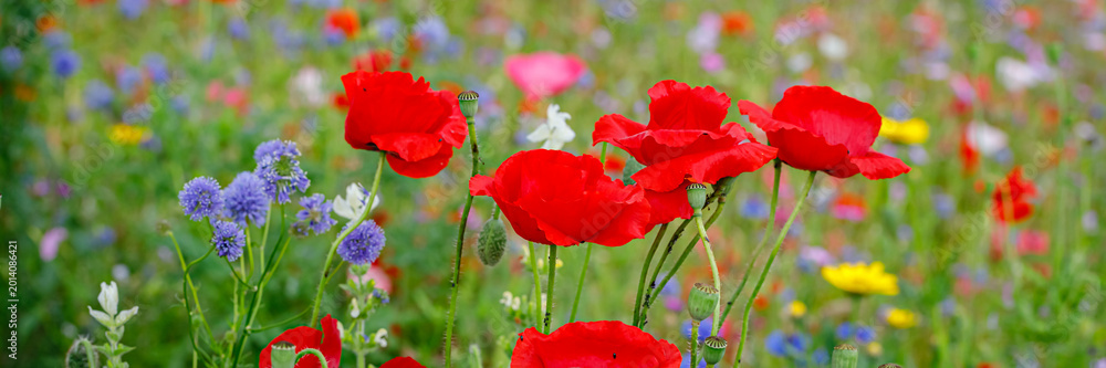 Fototapeta premium Bright red poppies and wildflowers bloom in a field during spring in a sunny location