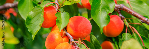 Konstfotografi Fresh apricots hang on branches during summer in an orchard under clear blue ski