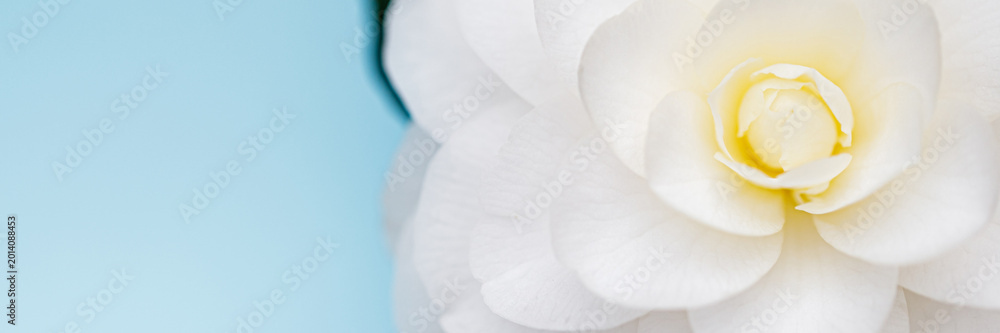 Fototapeta premium White flower close up with pale blue background showcasing the delicate petals and inner structure of the bloom during daylight