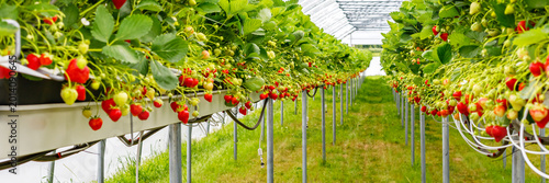 Canvastavla Strawberry plants grow in greenhouse with ripe fruit ready for harvest during su