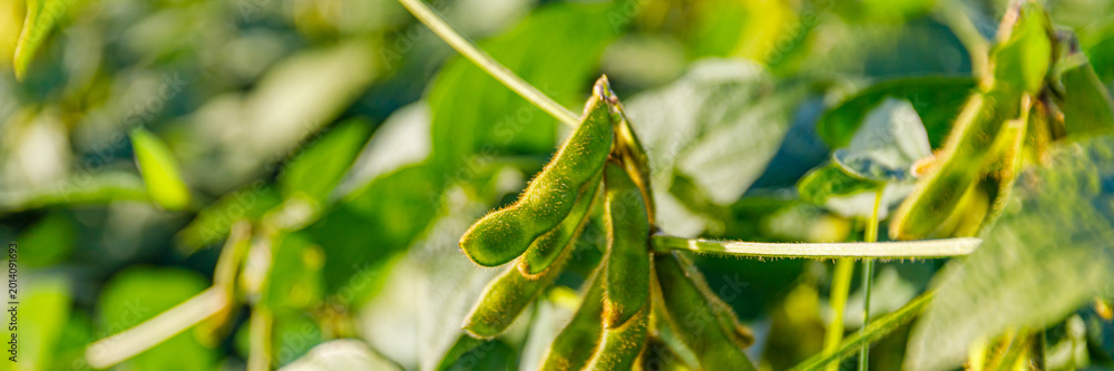 Fototapeta premium Soybean plants grow in a field under sunlight in the afternoon hours of summer