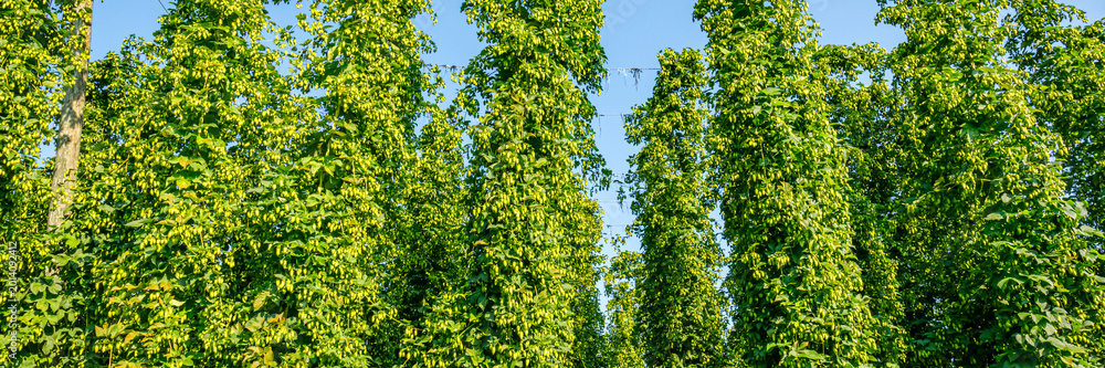 Fototapeta premium Tall green hop plants grow in a field on a sunny day in a rural area during summer