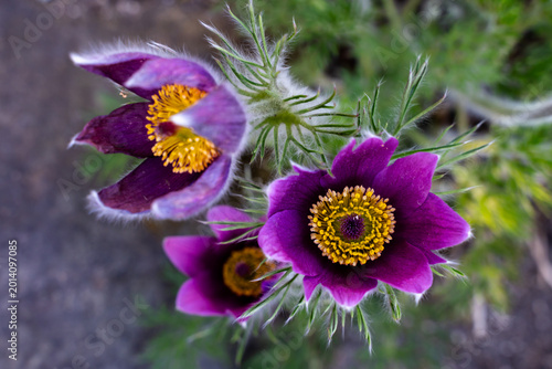 Bild auf Leinwand Close-up of a dark purple pasque flower with bright yellow stamens and soft blurred spring flowers in the background