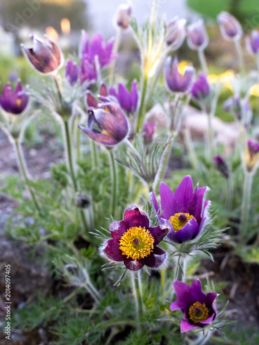 Bild auf Leinwand Close-up of a dark purple pasque flower with bright yellow stamens and soft blurred spring flowers in the background