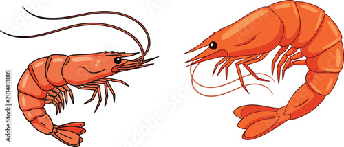 Photography Cute cartoon shrimp vector set