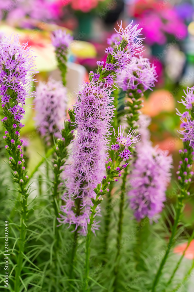 Obraz premium Liatris spicata flowers in the summer garden