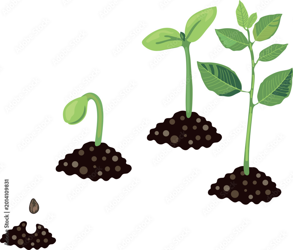 Fototapeta premium Plant growth stages from seed to seedling in soil. Vector illustration of botanical life cycle