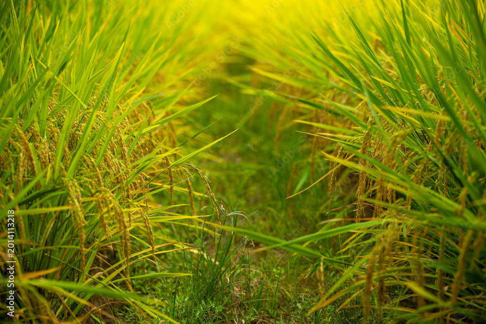 Fototapeta premium A Scenic View of a Golden Rice Field with Lush Green Plants and Warm Sunlight