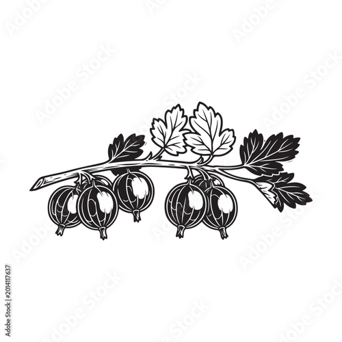 Gooseberry branch with fresh berries and green leaves