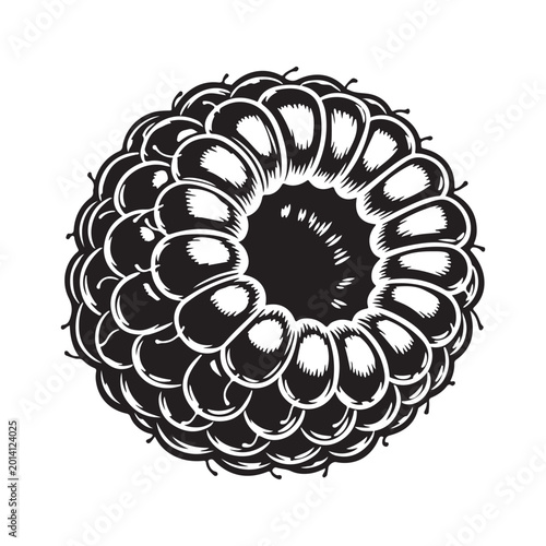 Black and white ink drawing of a single fresh raspberry