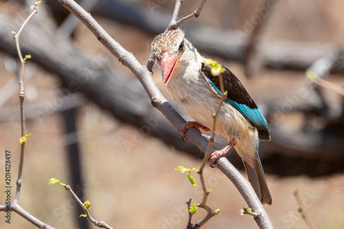 Tableau sur toile Brown-hooded Kingfisher (Halcyon albiventris) in mopane woodland, parfuri, Limpo