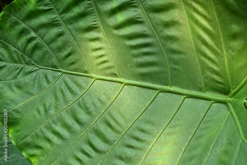 Foto green leaf texture of Leucocasia gigantea in sunny afternoon