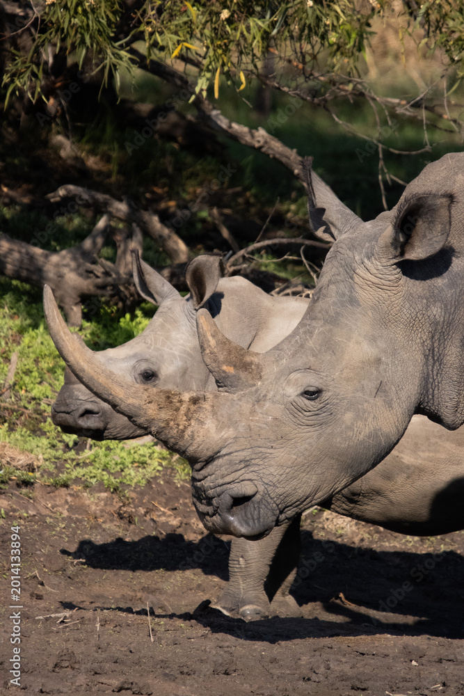 Fototapeta premium a portrait of a female white rhino and her calf in their natural habitat in Africa
