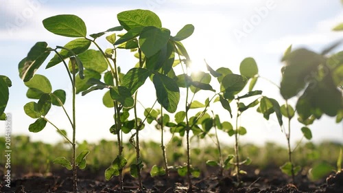 Soybeans are planted in a field of agriculture. Soy crop farm concept. Sun in the field of soybeans at a plantation. A plantation of soybeans in the field under lifestyle the sun.