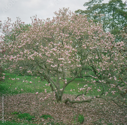 Magnolia flowers captured on film
